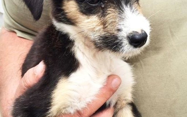 Hierie hondjie in in Fabriekstaart opgetel en is tans in BARC se hokke